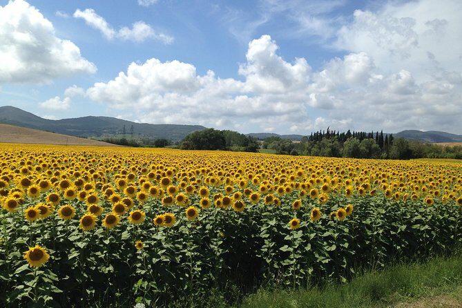 Pisa and San Gimignano Tour from Florence - The Sum Up: Is This Tour Worth It?