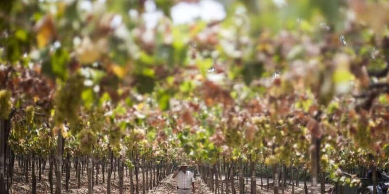 Pisco and wine tour in the Majes Valley - Key Points