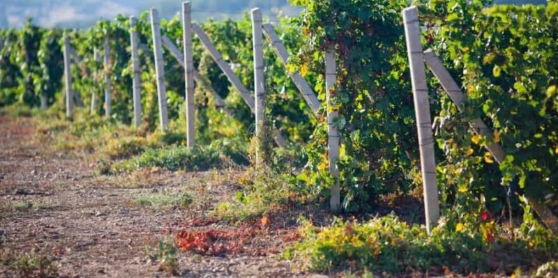 Pisco and wine tour in the Majes Valley - An Inside Look at the Pisco and Wine Tour in the Majes Valley