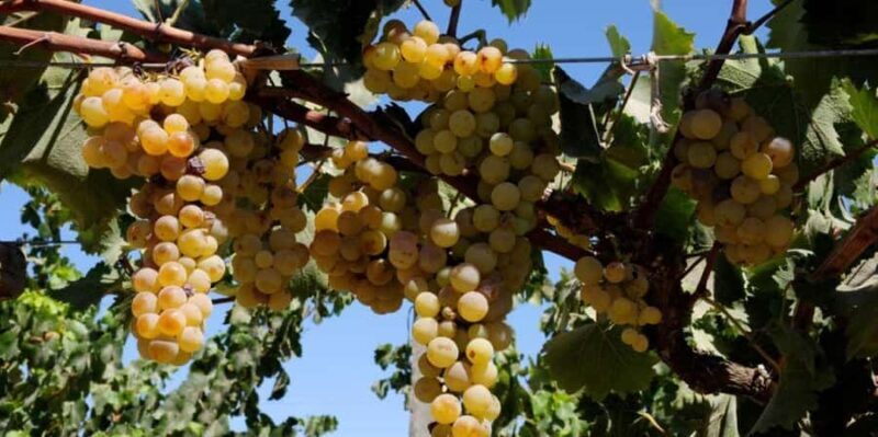 Pisco and wine tour in the Majes Valley - The Sum Up