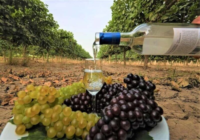 Pisco and wine tour through the Majes Valley - An In-Depth Look at the Majes Valley Pisco and Wine Tour