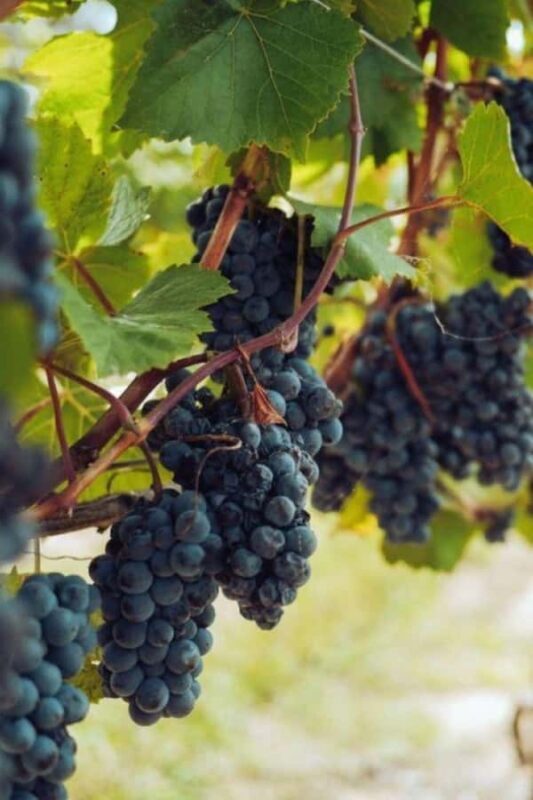 Pisco and wine tour through the Majes Valley - Final Thoughts