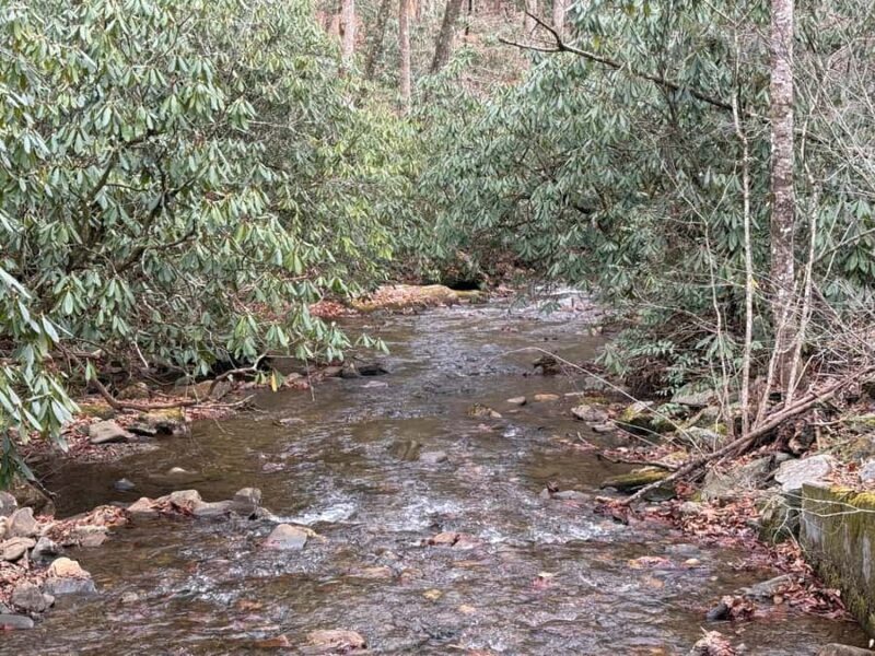 Pisgah Forest, NC: Off-Road BackRoads Tour by Jeep - An In-Depth Look at the Pisgah Forest Jeep Tour