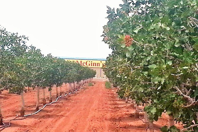 PistachioLand Farm Tour - A Deep Dive into the PistachioLand Experience