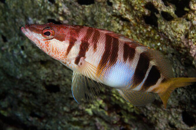 Plakias: Try Scuba Diving first time - Private, from 8 yrs. - An In-Depth Look at What to Expect in Crete’s Try Scuba Tour