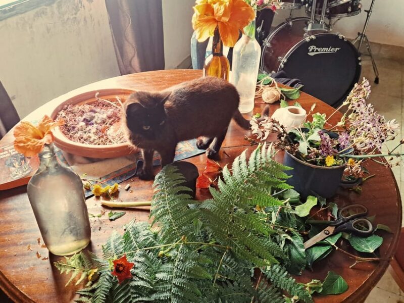 Plants and natural elements for Witchcraft and Tarot - An In-Depth Look at the Experience