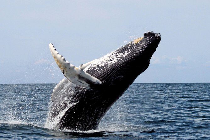 Platinum Whale Sightseeing and Cayo Levantado Island Tour - Authentic Insights from Travelers