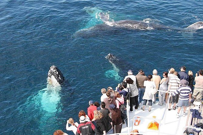 Platinum Whale Sightseeing and Cayo Levantado Island Tour - Cost & Value Analysis