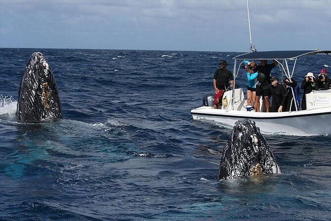 Platinum Whale Sightseeing and Cayo Levantado Island Tour - FAQs