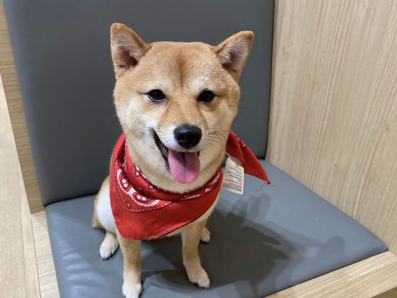 Play with Dogs at Dog Cafe Rio Asakusa [Dog Cafe Rio Asakusa] - Choosing between 30, 45 and 60 minutes