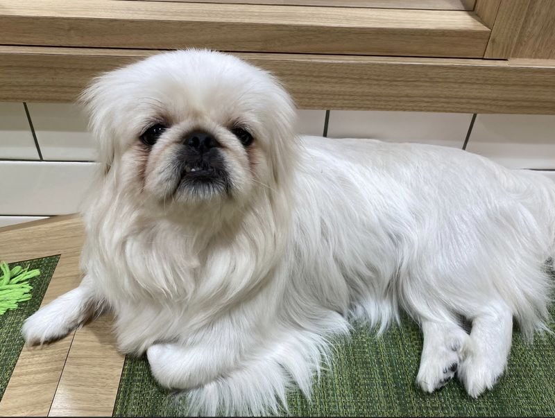 Play with Dogs at Dog Cafe Rio Asakusa [Dog Cafe Rio Asakusa] - A welcome indoor pause, rain or shine