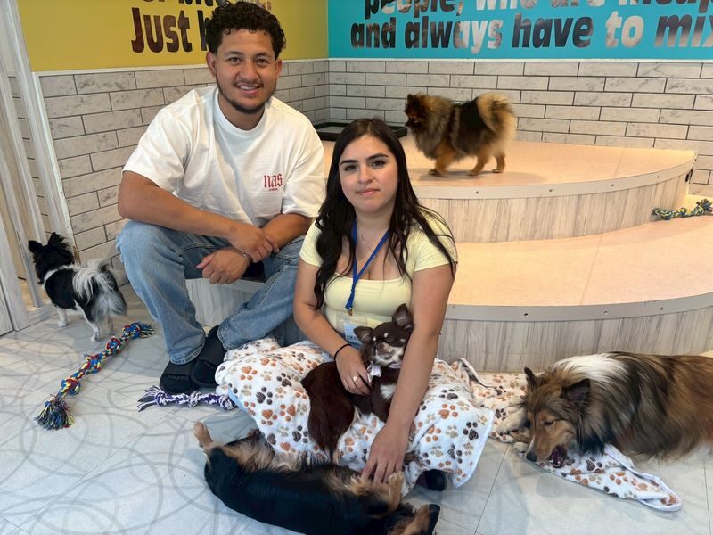 Play with Dogs at Dog Cafe Rio Harajuku[Dog Cafe Rio Harajuku] - Meeting Small Dogs in the Middle of Harajuku