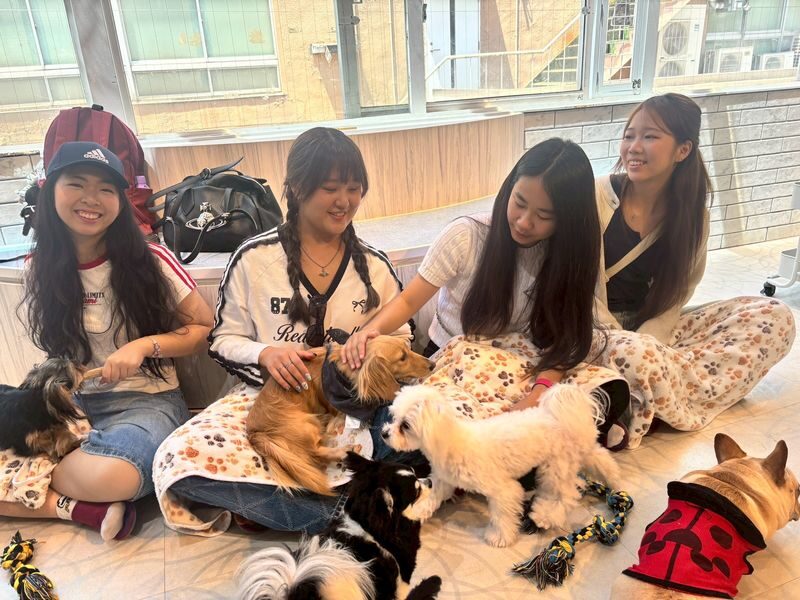 Play with Dogs at Dog Cafe Rio Harajuku[Dog Cafe Rio Harajuku] - From the Takeshita Exit to the Second Floor