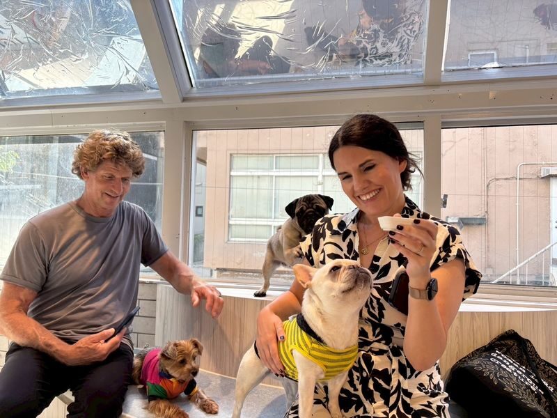 Play with Dogs at Dog Cafe Rio Harajuku[Dog Cafe Rio Harajuku] - A Cafe Visit, Not a Full-Service Meal