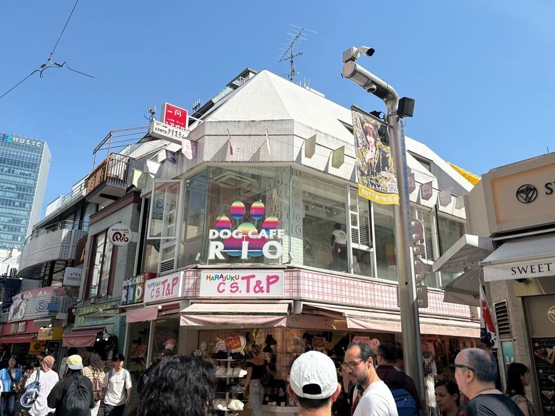 Play with Dogs at Dog Cafe Rio Harajuku[Dog Cafe Rio Harajuku] - Should You Book?