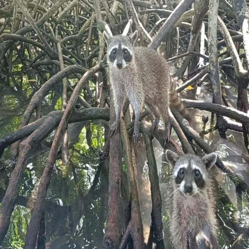 Playa Blanca: Day trip with snorkeling and raccoon sighting - Key Points