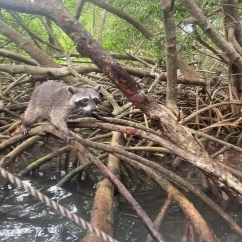 Playa Blanca: Day trip with snorkeling and raccoon sighting - Possible Drawbacks to Consider