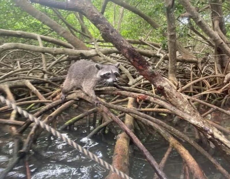 Playa Blanca: Daytour with Snorkeling and Racoon Sighting - The Sum Up: Is It Worth It?