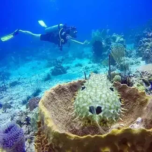 Playa Blanca: Scuba Diving Tour with Equipment - FAQ