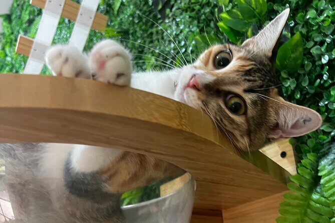 Playa Conchal 90 min Kitty Cat Cuddle Session - An In-Depth Look at the Purr Vida Lounge Experience