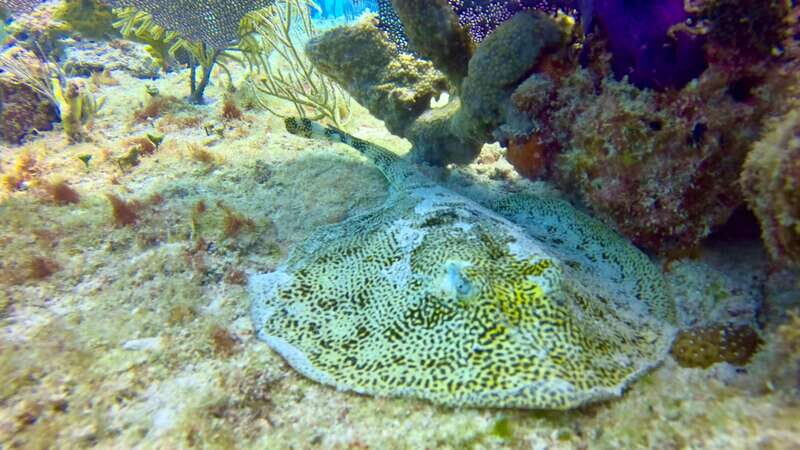 Playa del Carmen: 2-Tank Reef Dive - Final Thoughts