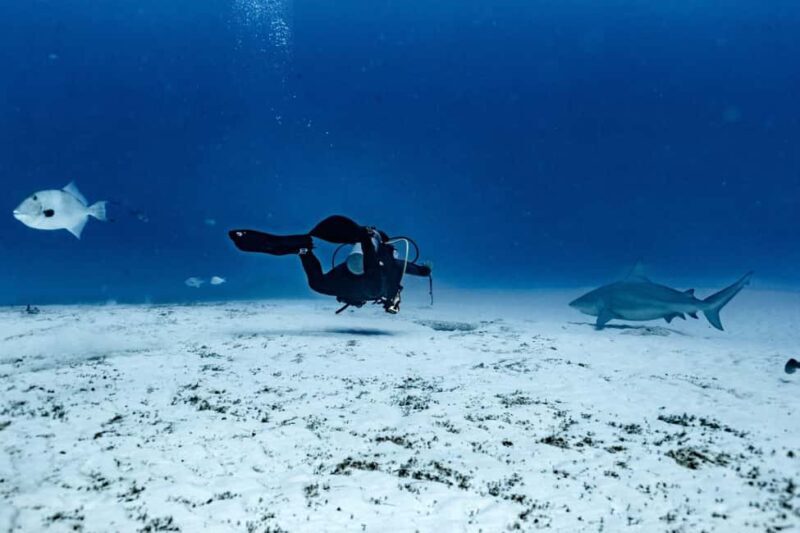 Playa del Carmen: Bull Shark Diving Experience - The Sum Up