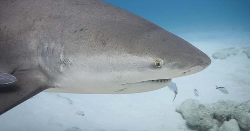 Playa del Carmen: Bull Shark Encounter - Key Points