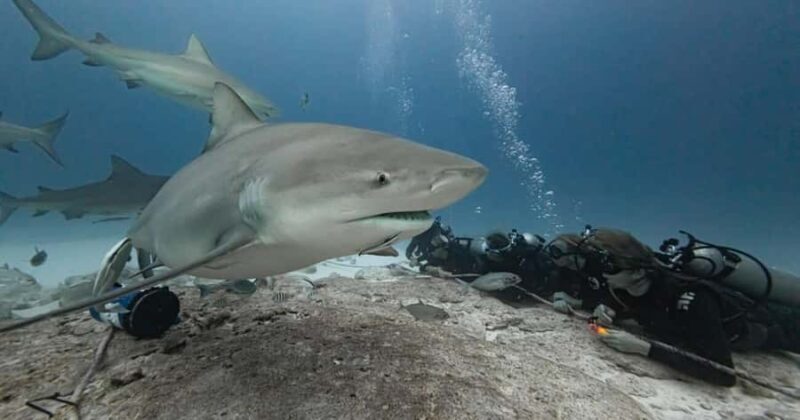 Playa del Carmen: Bull Shark Encounter - Who Will Love This Tour?