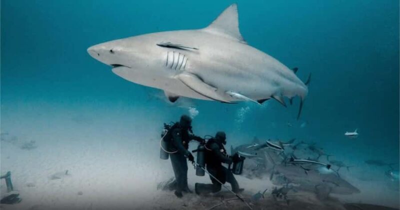 Playa del Carmen: Bull Shark Encounter - FAQs