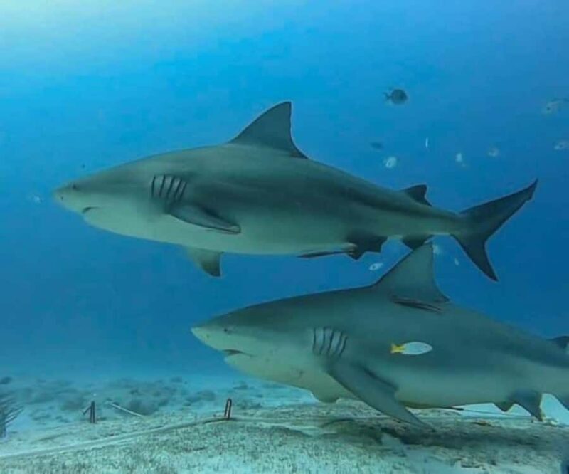 Playa del Carmen: Bull Sharks Encounter & Reef - 2 Dives - An Insider Look at the Itinerary