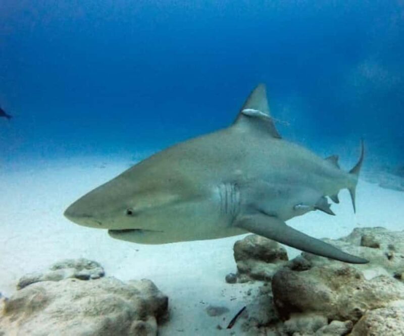 Playa del Carmen: Bull Sharks Encounter & Reef - 2 Dives - What Makes This Tour Special