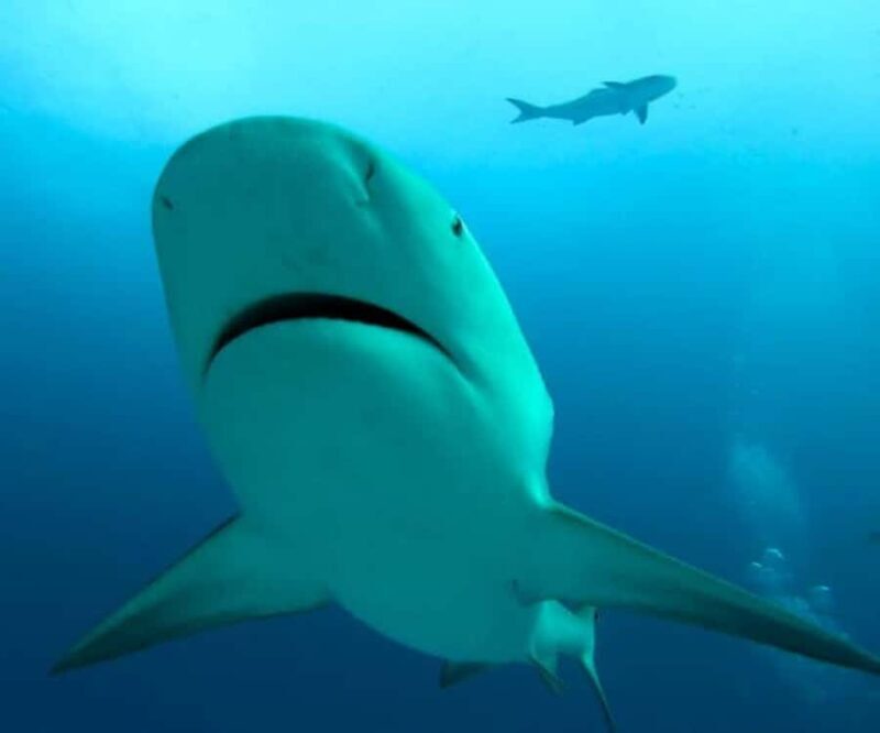 Playa del Carmen: Bull Sharks Encounter & Reef - 2 Dives - Who Should Consider This Tour?