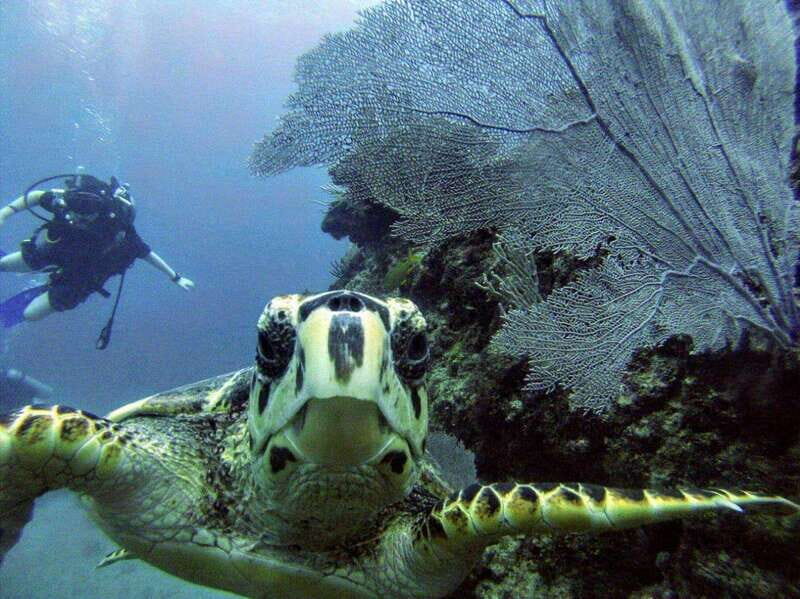 Playa del Carmen: Discover the Surreal World of Scuba Diving - Key Points