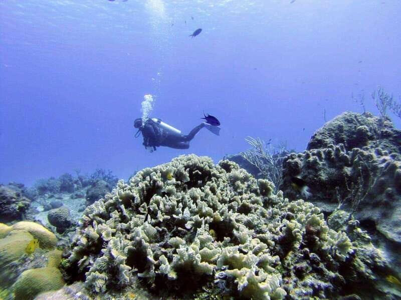Playa del Carmen: Discover the Surreal World of Scuba Diving - A Practical Guide to the Playa del Carmen Scuba Experience