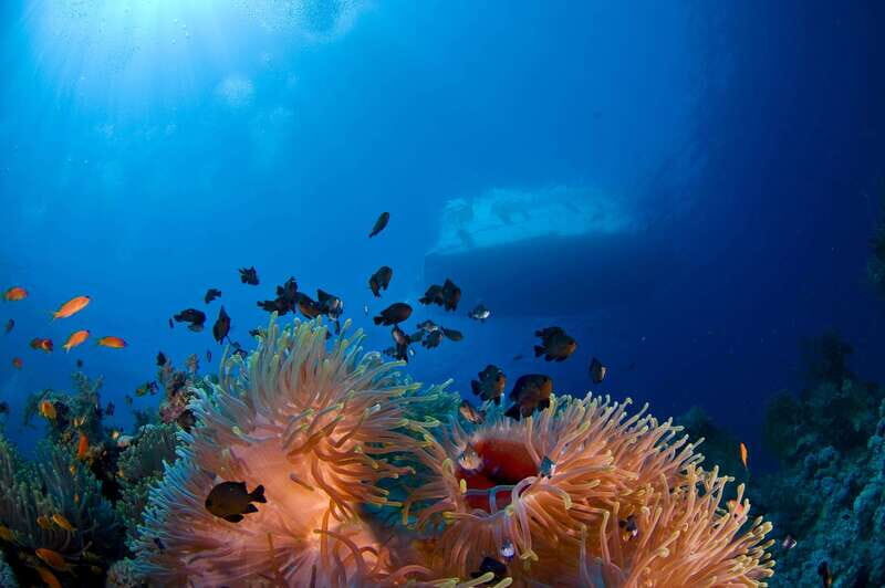 Playa del Carmen: Dive into our Local Reefs Today! - A Full Breakdown of the Reef Experience in Playa del Carmen
