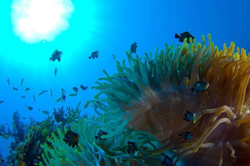Playa del Carmen: Dive into our Local Reefs Today! - Who Should Consider This Tour?