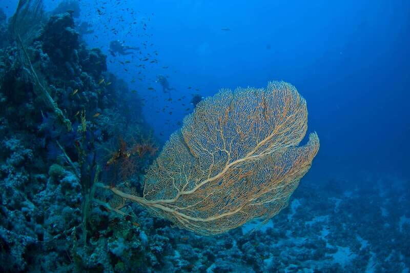 Playa del Carmen: Dive into our Local Reefs Today! - Final Thoughts