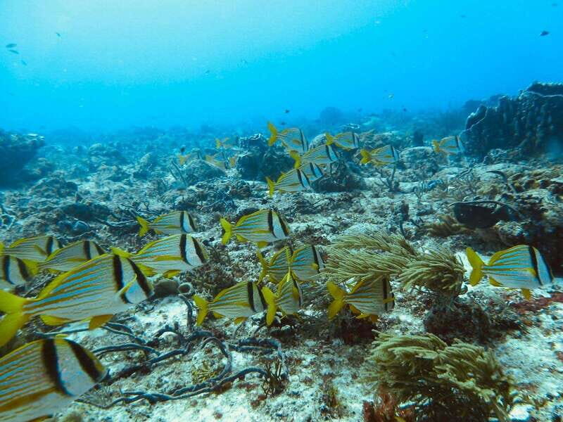 Playa del Carmen: Extreme Cozumel Diving by Speed Boat - The Sum Up