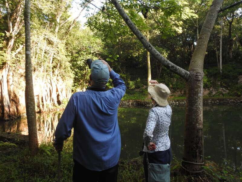 Playa del Carmen: Guided Birdwatching Hike - Key Points