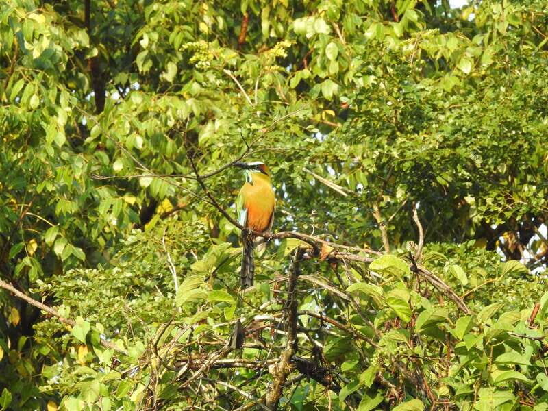 Playa del Carmen: Guided Birdwatching Hike - An In-Depth Look at the Guided Birdwatching Hike