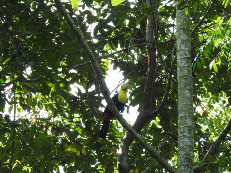 Playa del Carmen: Guided Birdwatching Hike - FAQ