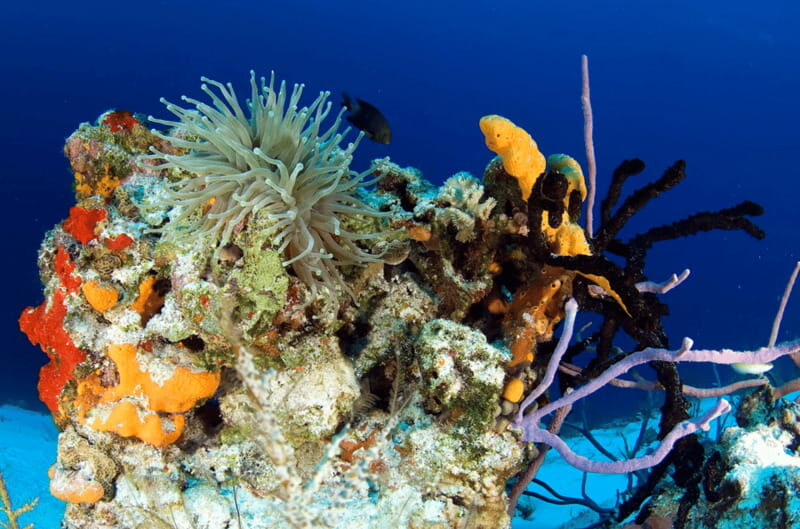 Playa del Carmen: Guided Reef Diving for Certified Divers - Key Points
