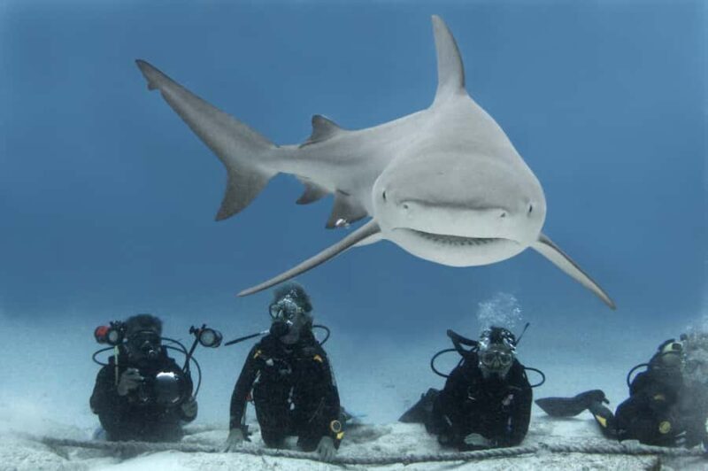 Playa del Carmen: Insane Bull Shark Dive Adventure nov-feb - Key Points