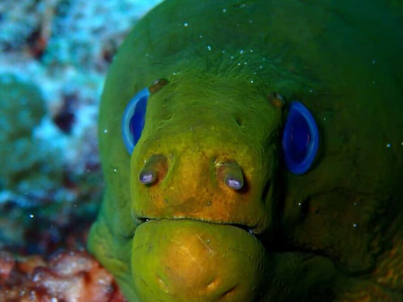 Playa del Carmen: Insane Bull Shark Dive Adventure nov-feb - An In-Depth Look at the Bull Shark Experience in Playa del Carmen