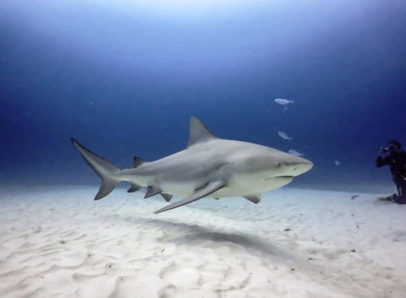 Playa del Carmen: Insane Bull Shark Dive Adventure nov-feb - Final Thoughts