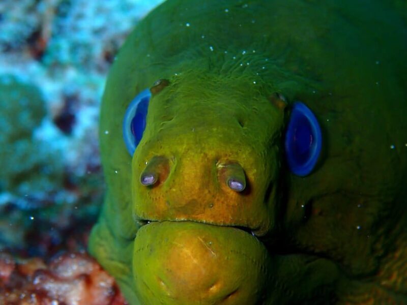 Playa del Carmen: Insane Bull Shark Dive Adventure nov-feb - FAQ