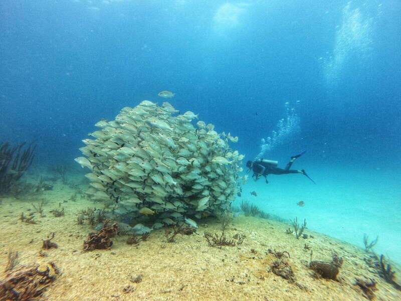 Playa del Carmen: MamaViña Wreck & Reef for Certified Divers - In-Depth Dive into the Experience