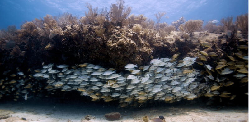 Playa del Carmen: Open Water Diver Course - A Deep Look at the Experience