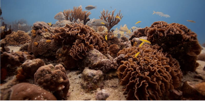 Playa del Carmen: Open Water Diver Course - Who Is This Tour Best For?