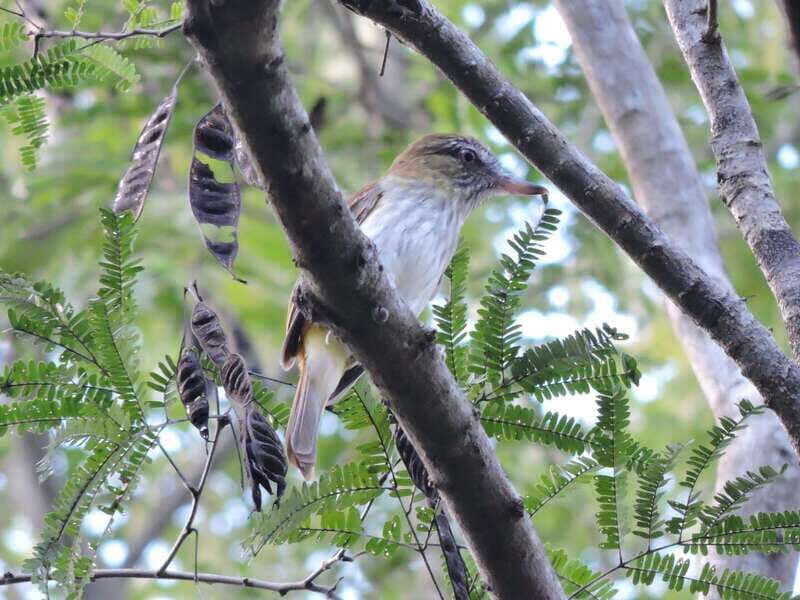 Playa del Carmen: Private Morning Birdwatching Tour - Playa del Carmen: Private Morning Birdwatching Tour — A Natural Escape into the Yucatan Jungle